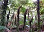 12.33- Magnifique foret de fougeres arborescentes